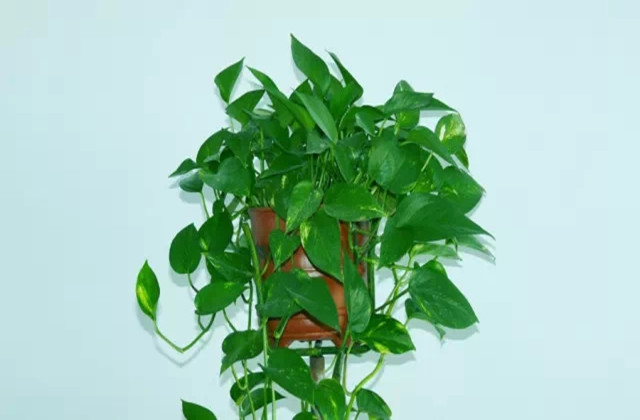 生肖属马的人在集中摆放几盘绿萝,可以帮助你的财气凝聚,但还是要靠
